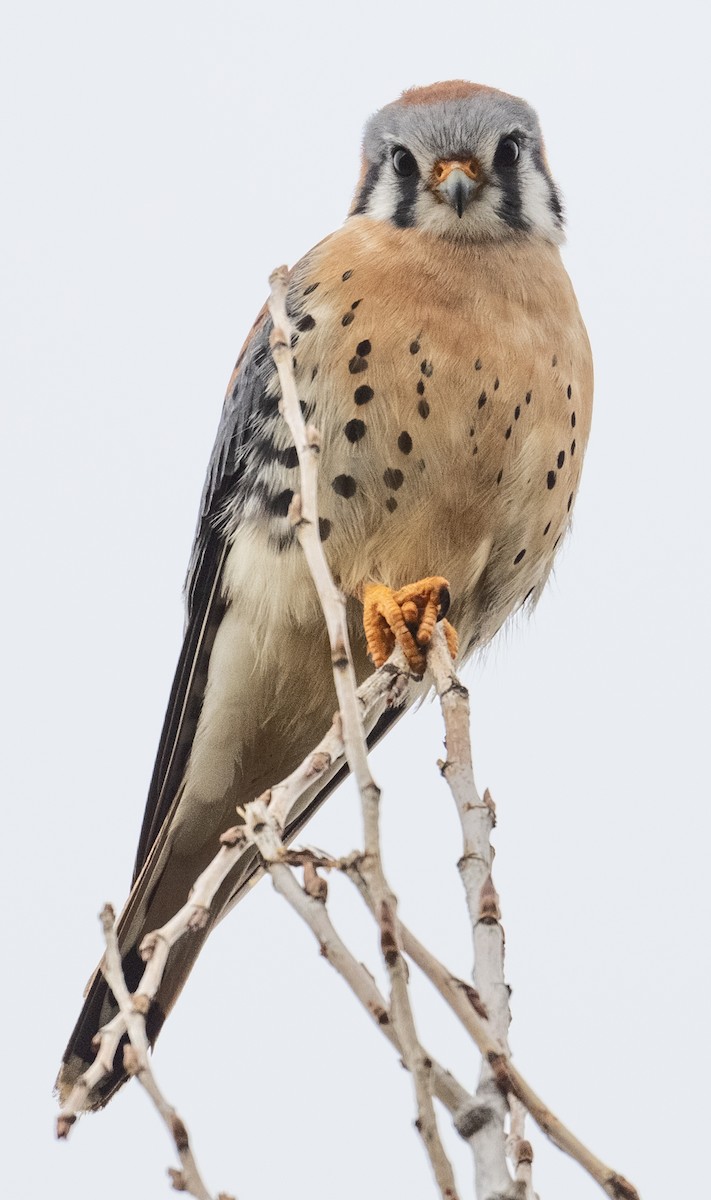 Crécerelle d'Amérique - ML652384203