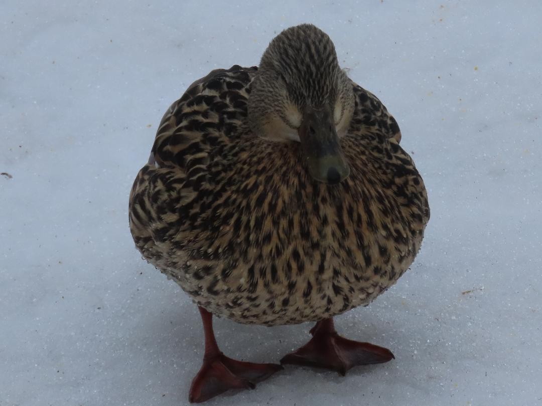 Yeşilbaş - ML652384209