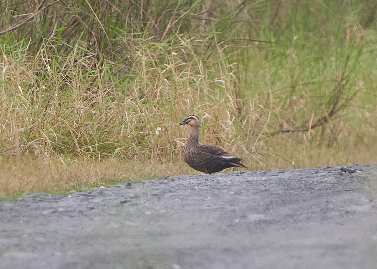 Eastern Spot-billed Duck - ML652384254