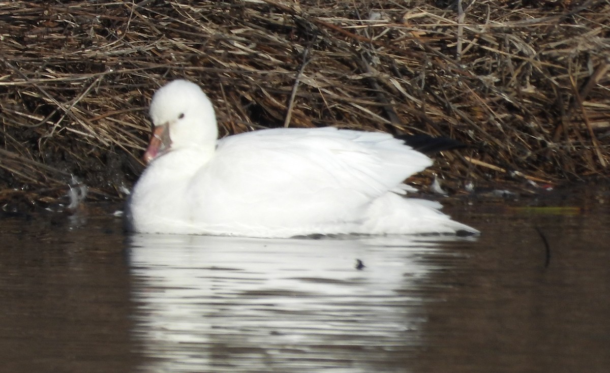 eBird Checklist - 8 Mar 2026 - Sable Ridge Ponds - 13 species