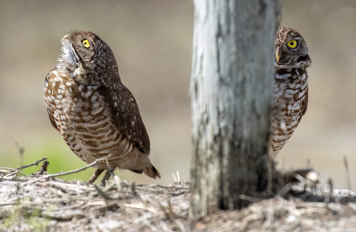 Кроличий сыч - ML652384332