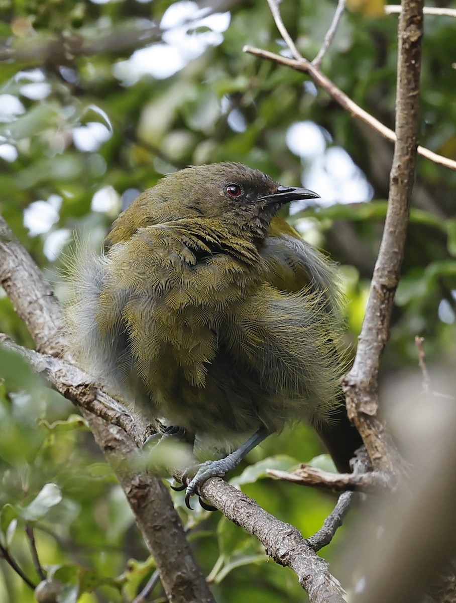 New Zealand Bellbird - ML652384360