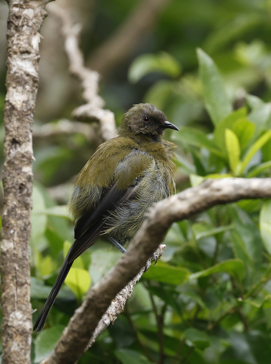 New Zealand Bellbird - ML652384361