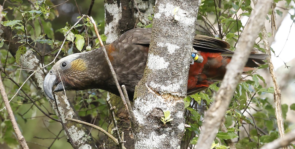 New Zealand Kaka - ML652384427