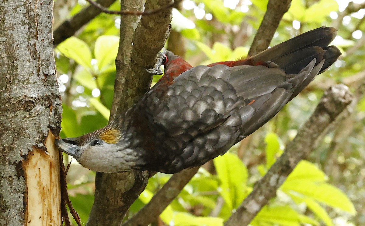 New Zealand Kaka - ML652384429
