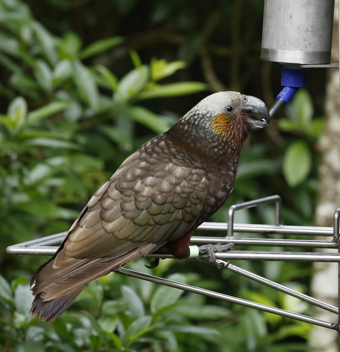 New Zealand Kaka - ML652384430