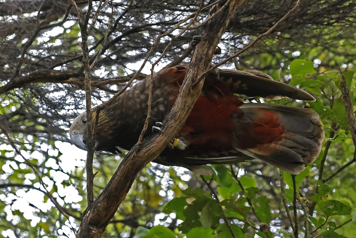 New Zealand Kaka - ML652384431