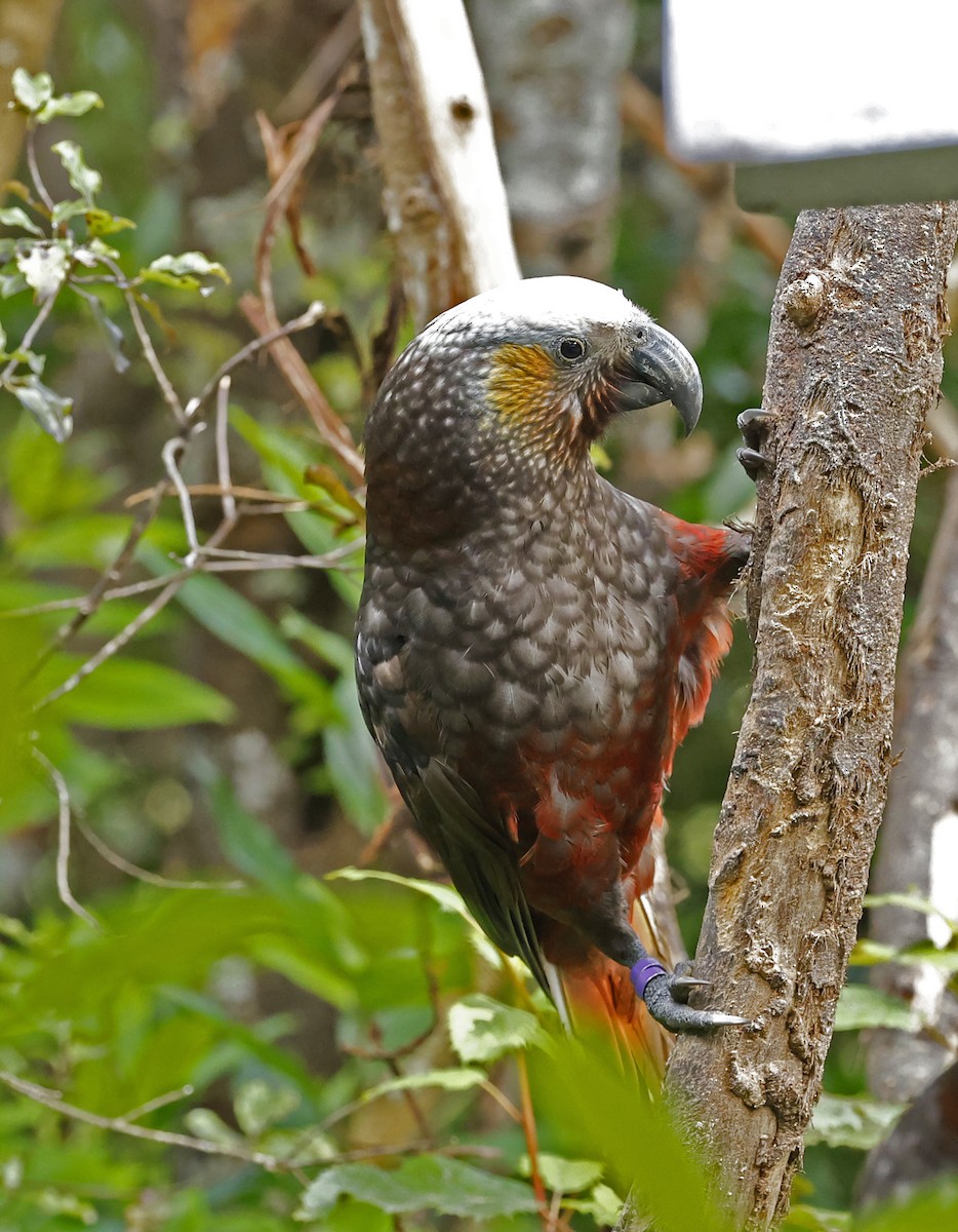 New Zealand Kaka - ML652384432