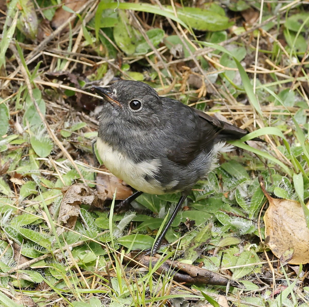 South Island Robin - ML652384464