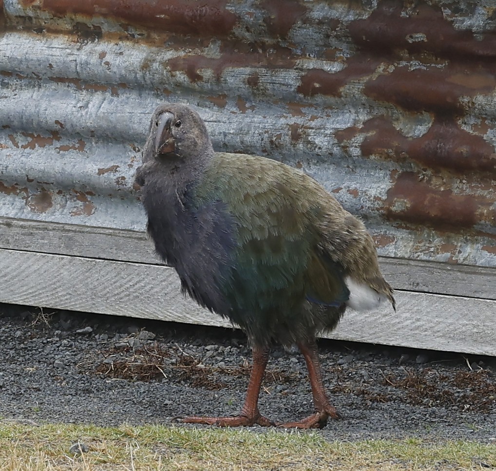 South Island Takahe - ML652384497