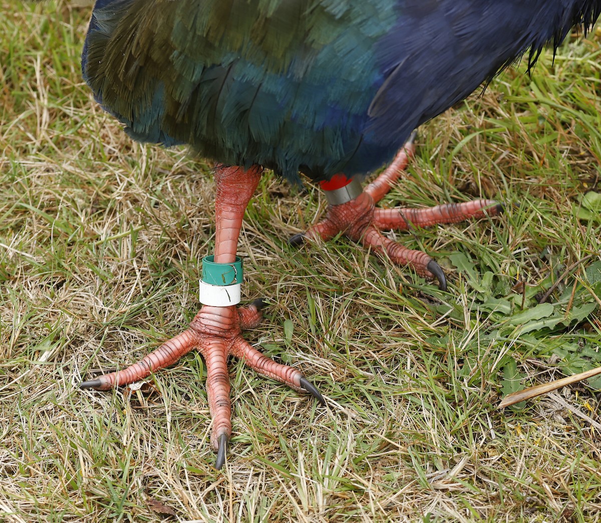 South Island Takahe - ML652384498