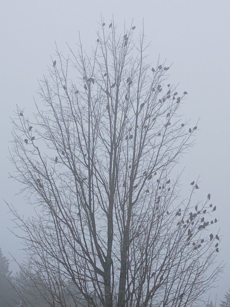 황여새 - ML652384634