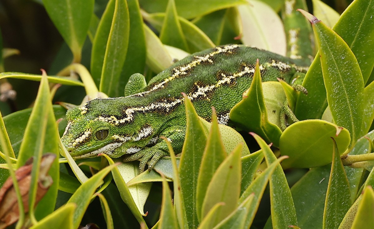 Rettili - ML652384653