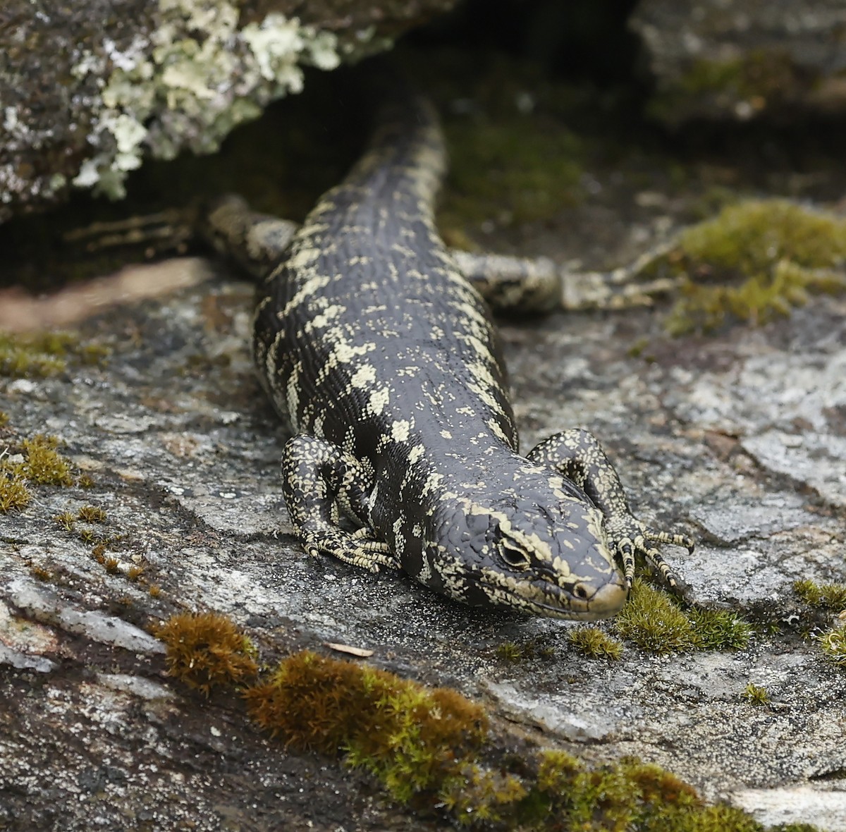 Rettili - ML652384655