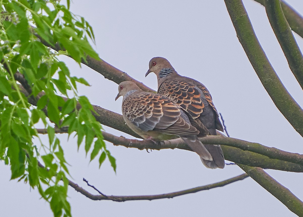 Oriental Turtle-Dove - ML652384673