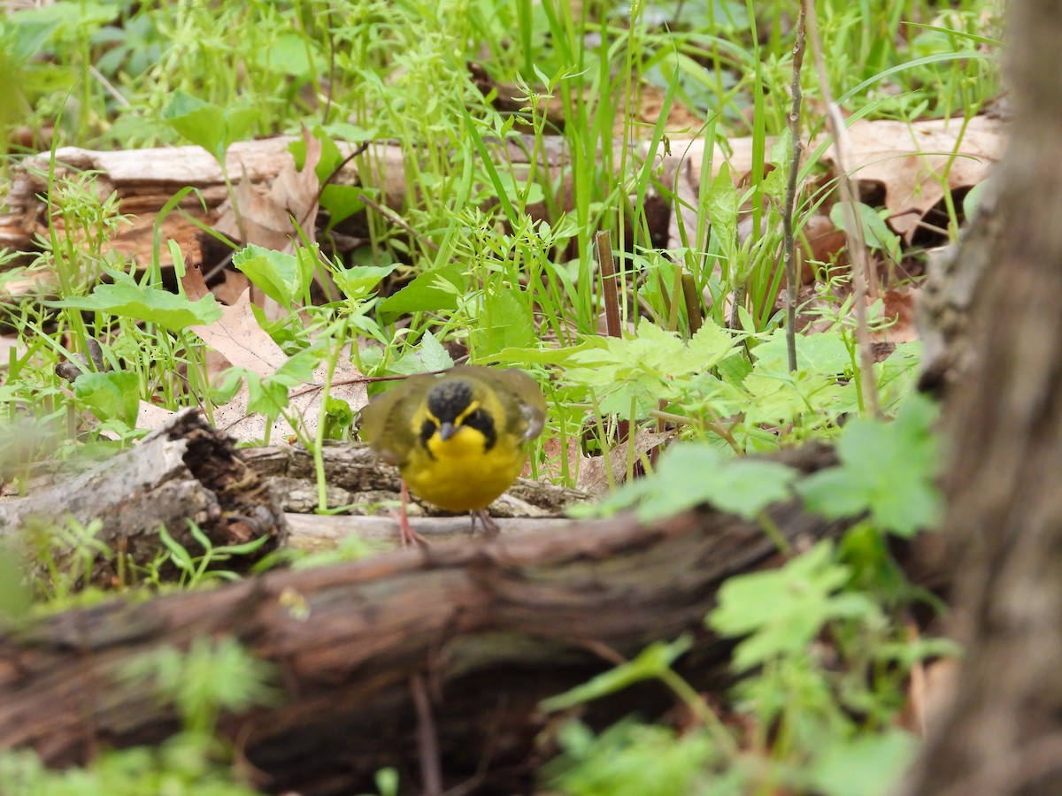 kentuckyparula - ML652384842