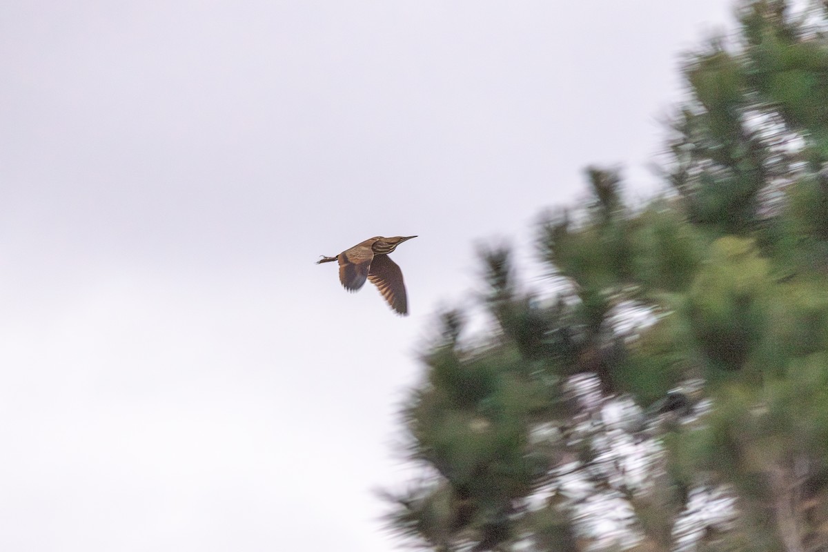 Avetoro Lentiginoso - ML652384845