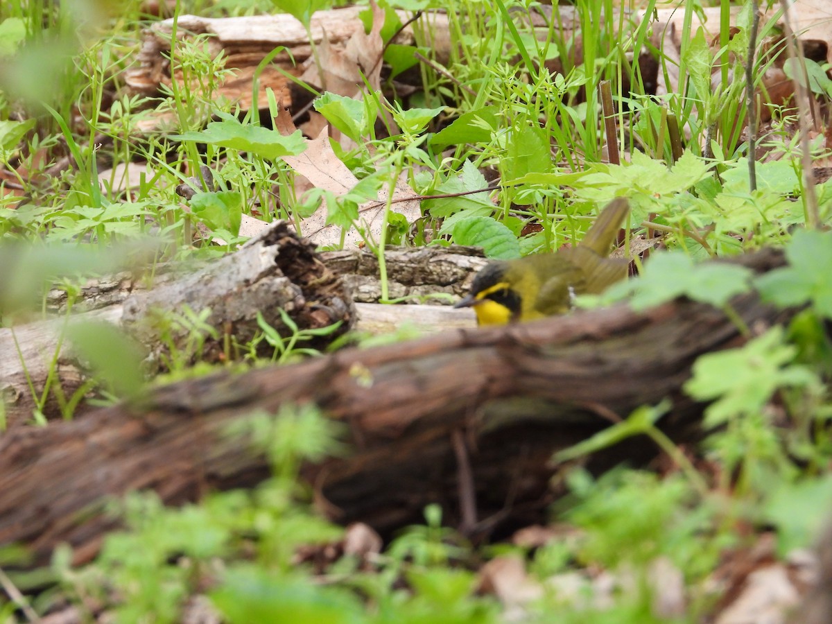 kentuckyparula - ML652384882