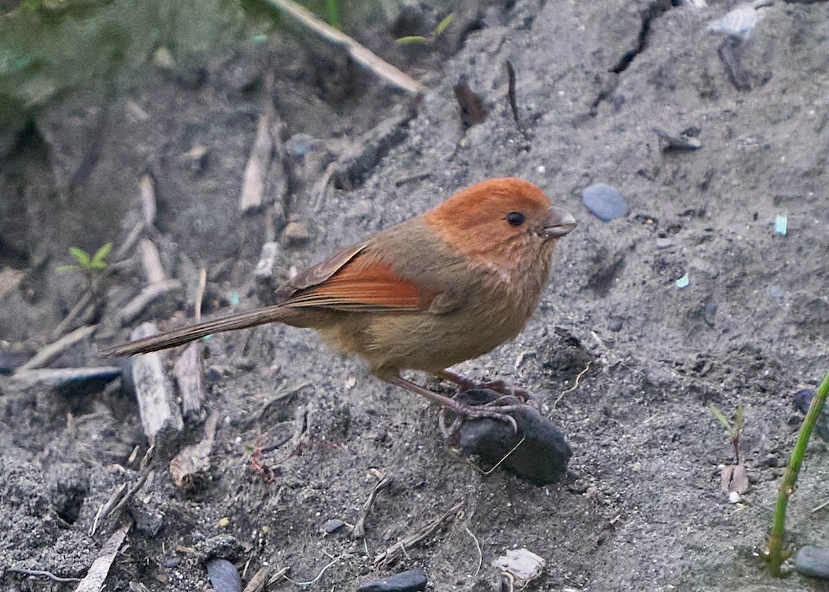 Vinous-throated Parrotbill - ML652384939