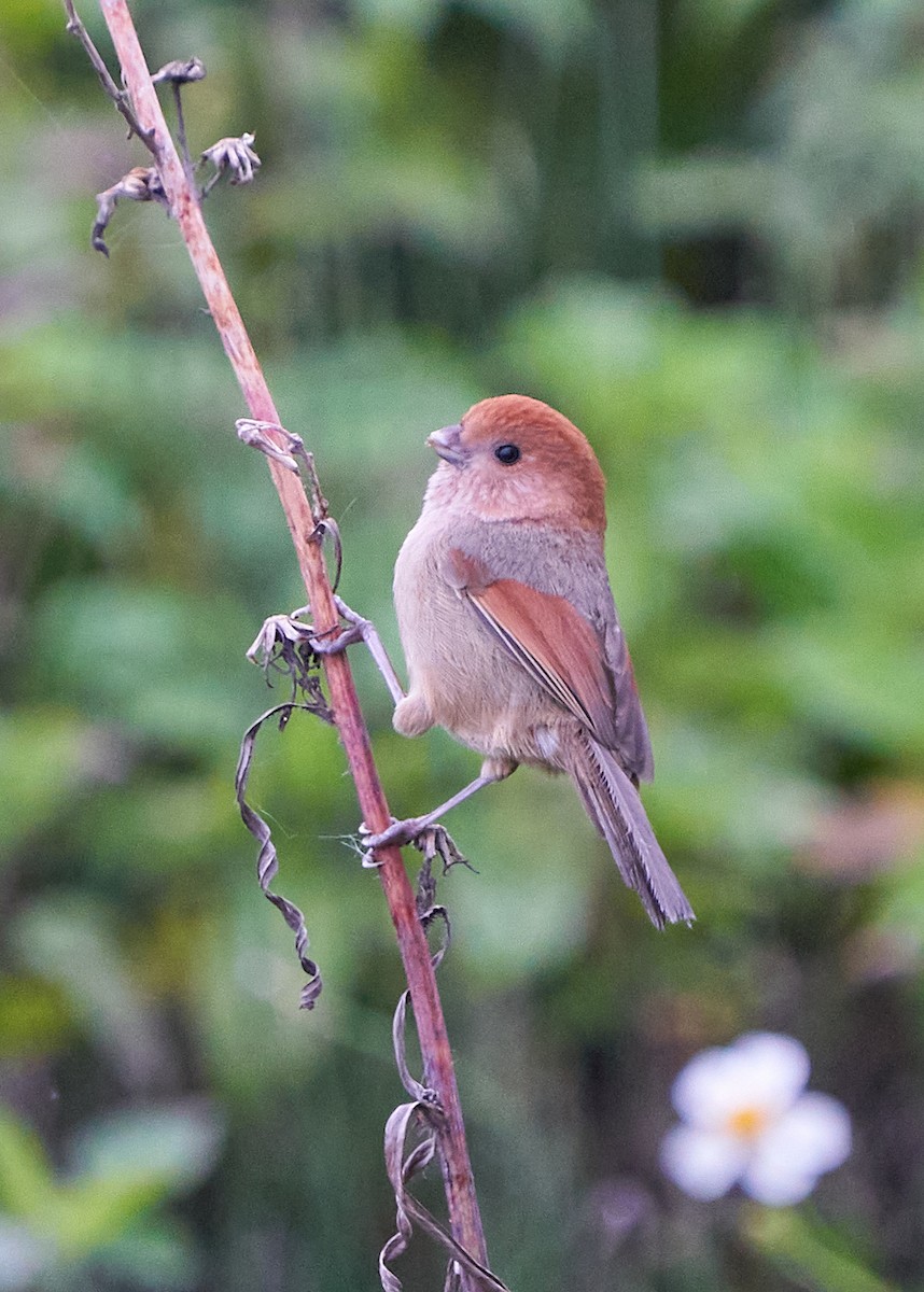 Vinous-throated Parrotbill - ML652384941