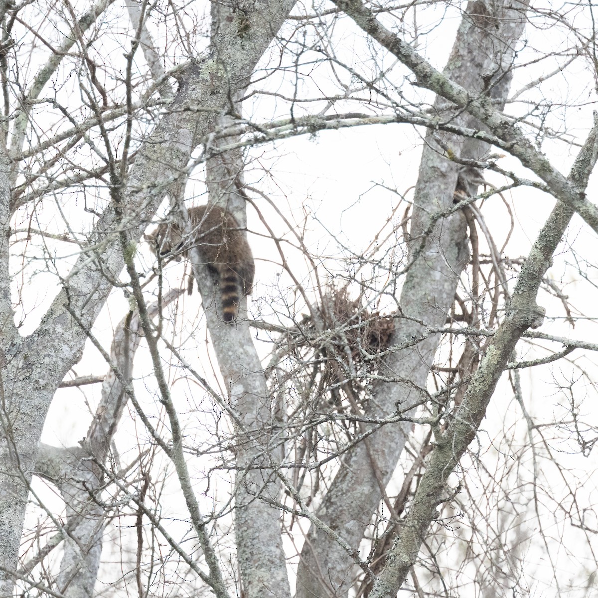 Chara Azul - ML652384951