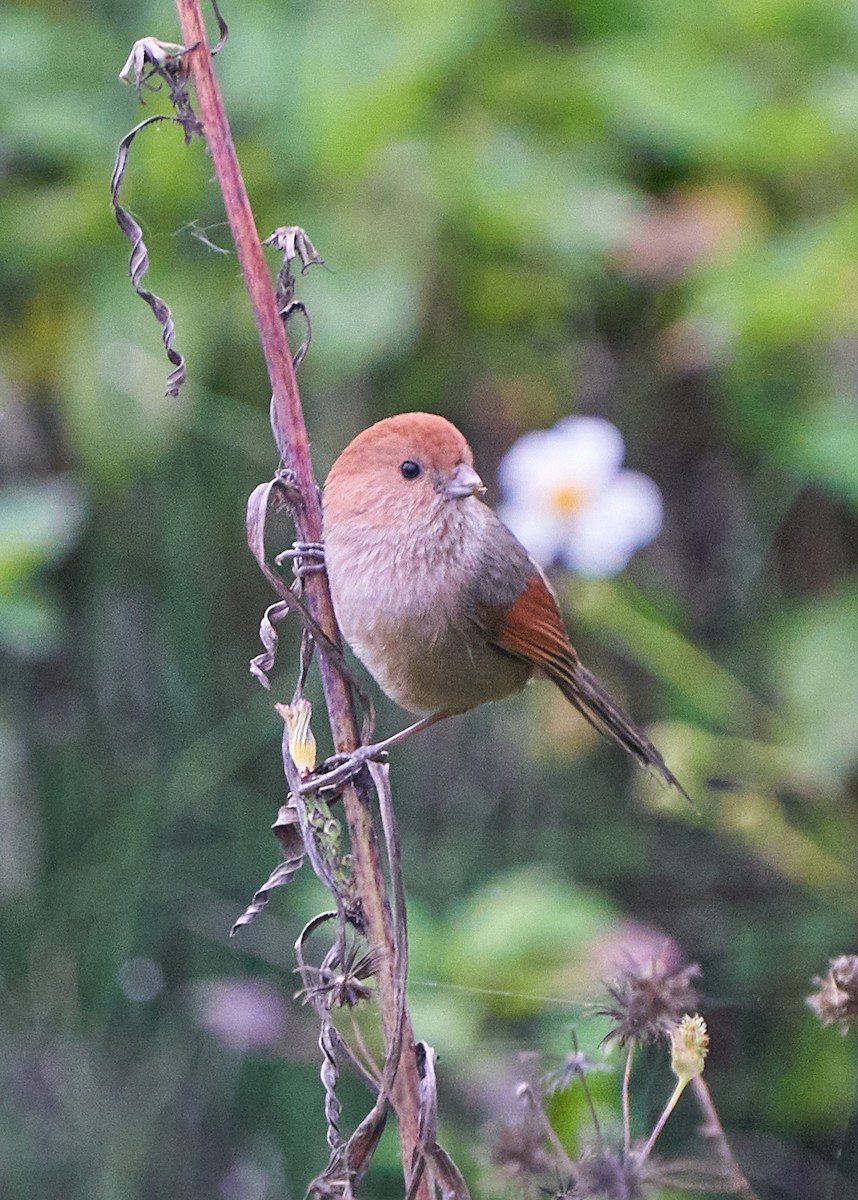 Vinous-throated Parrotbill - ML652385089