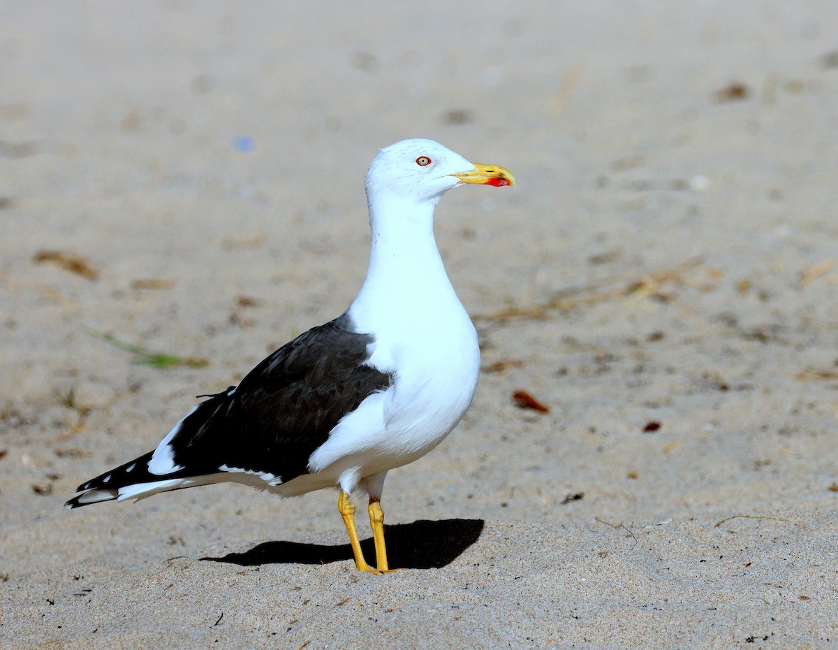 Мартин чорнокрилий - ML652385138