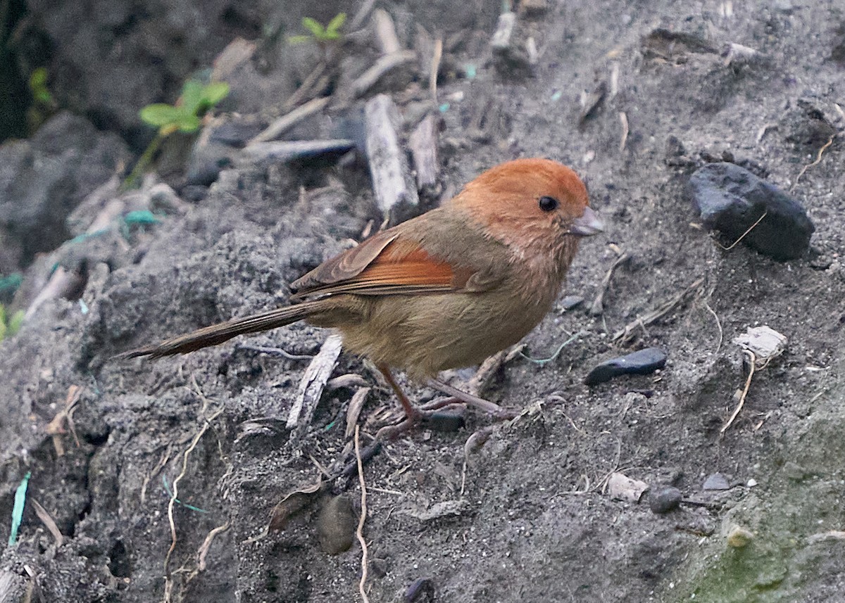 Vinous-throated Parrotbill - ML652385171