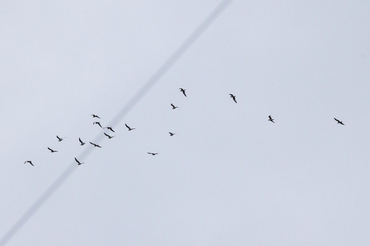 Gaviota de Delaware - ML652385306