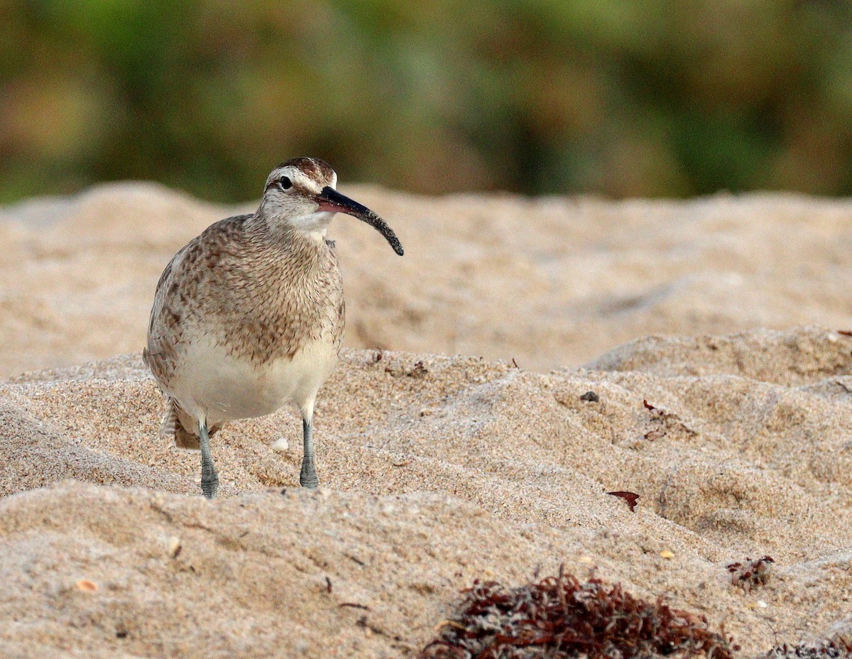 Кульон гудзонський - ML652385401