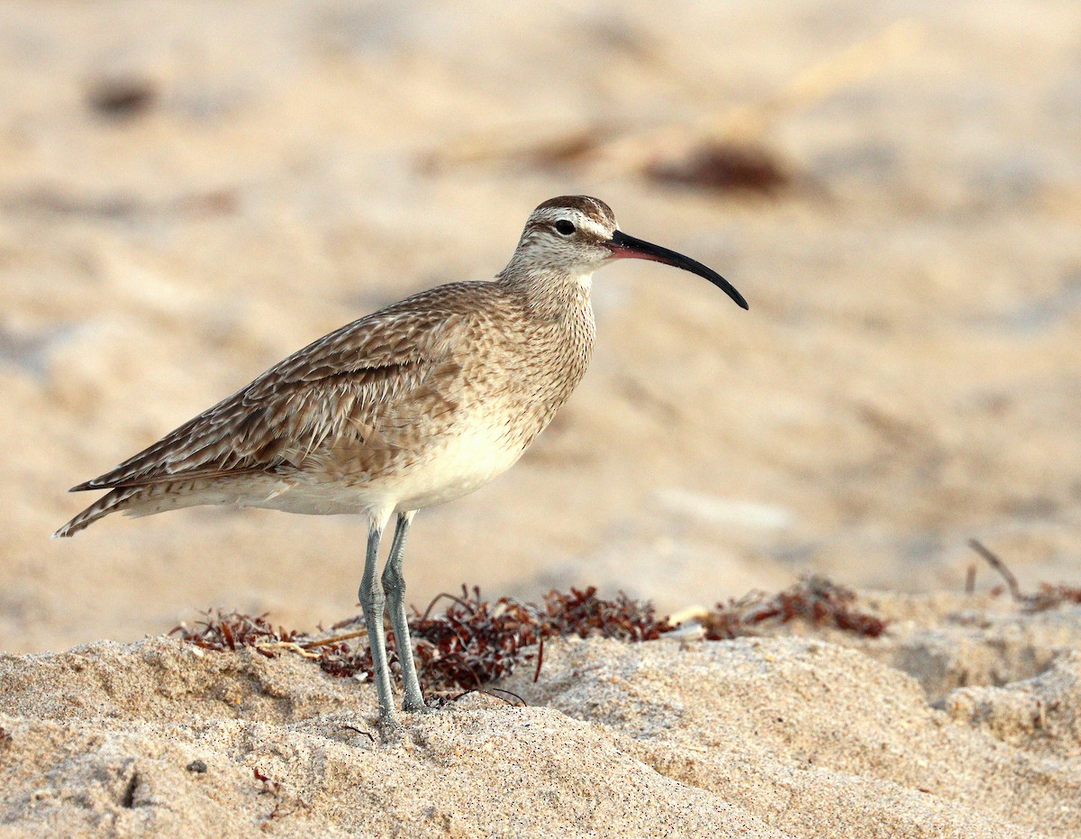 Кульон гудзонський - ML652385420