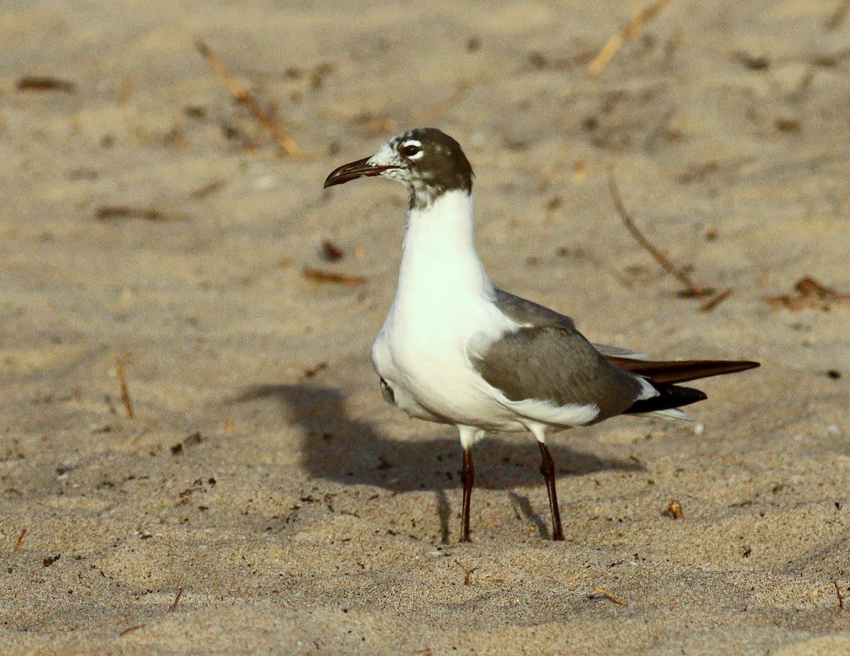 Мартин карибський - ML652385471