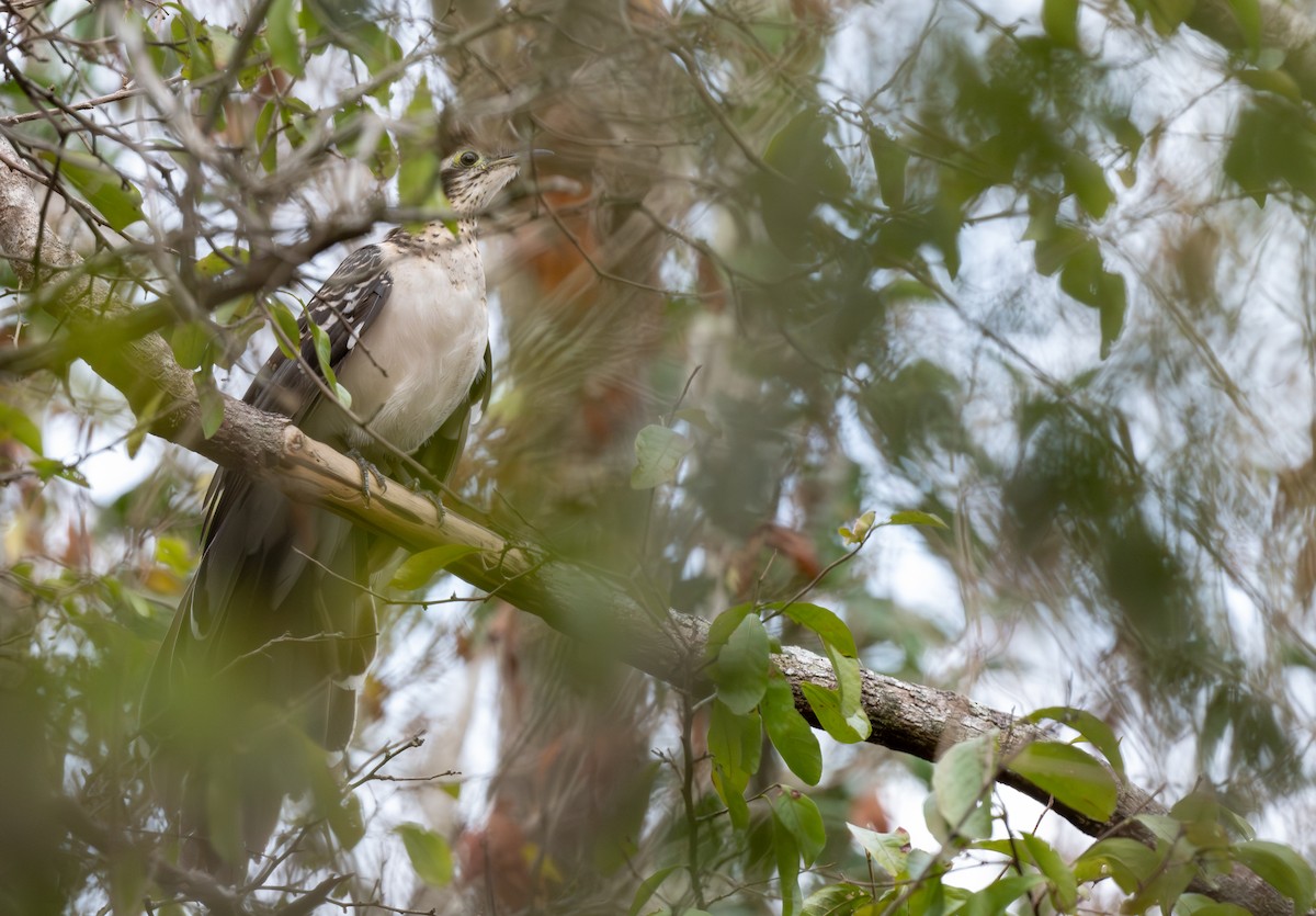 Pheasant Cuckoo - ML652385525