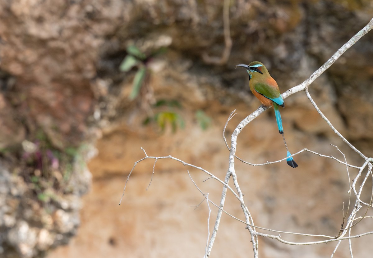 Turquoise-browed Motmot - ML652385526
