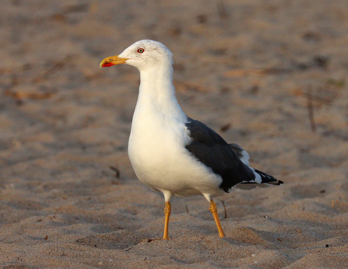 Мартин чорнокрилий - ML652385562