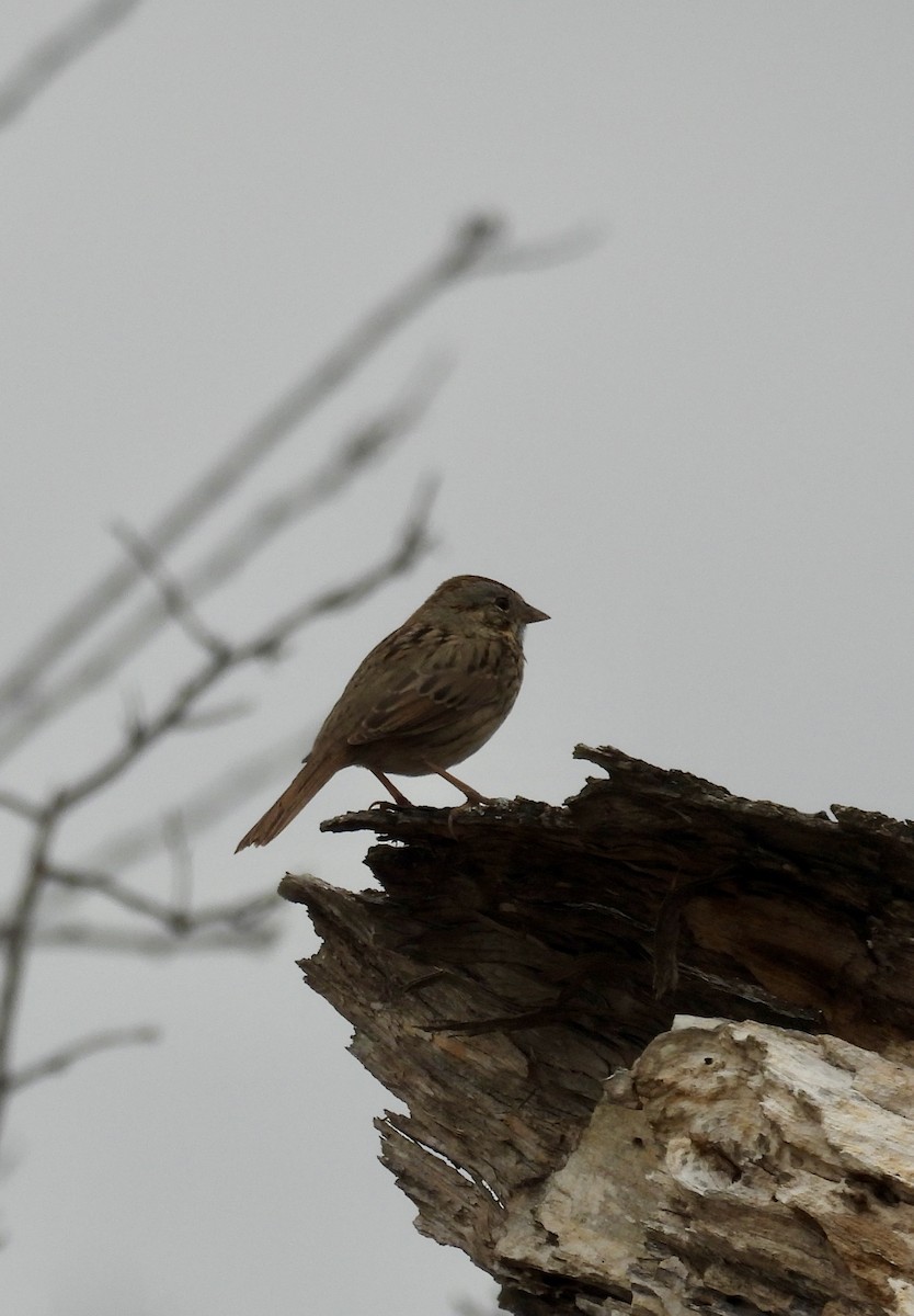 Lincoln's Sparrow - ML652385676