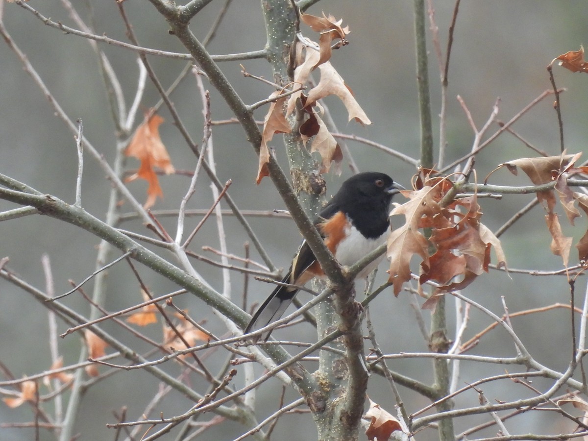 Красноглазый тохи - ML652386256