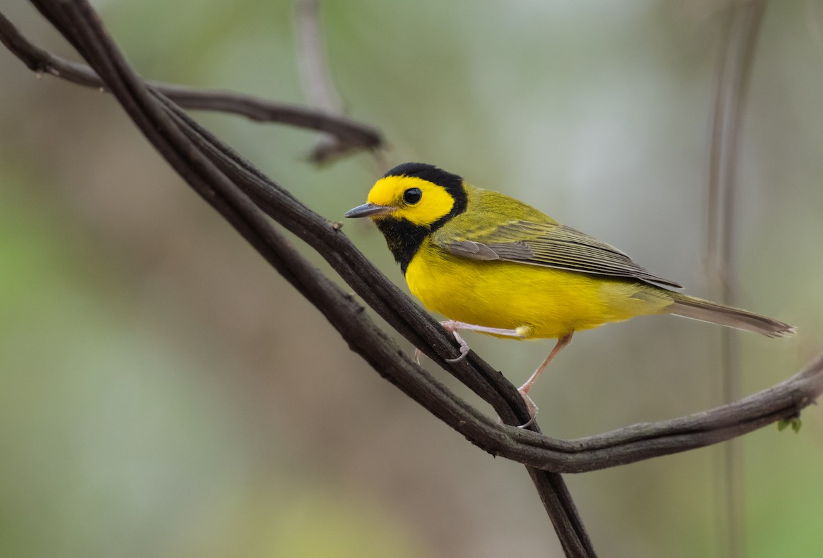 Hooded Warbler - ML652386458