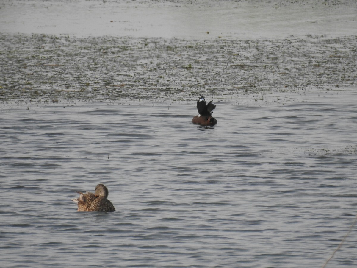 Gadwall - ML65238661