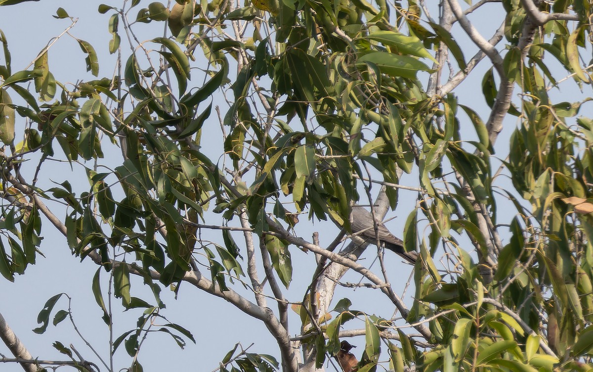 Indian Cuckooshrike - ML652387304