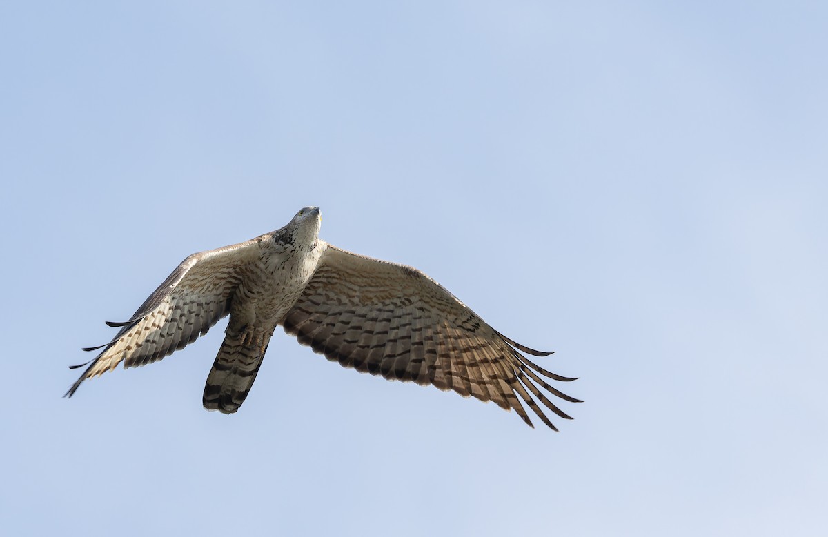 Oriental Honey-buzzard - ML652387423