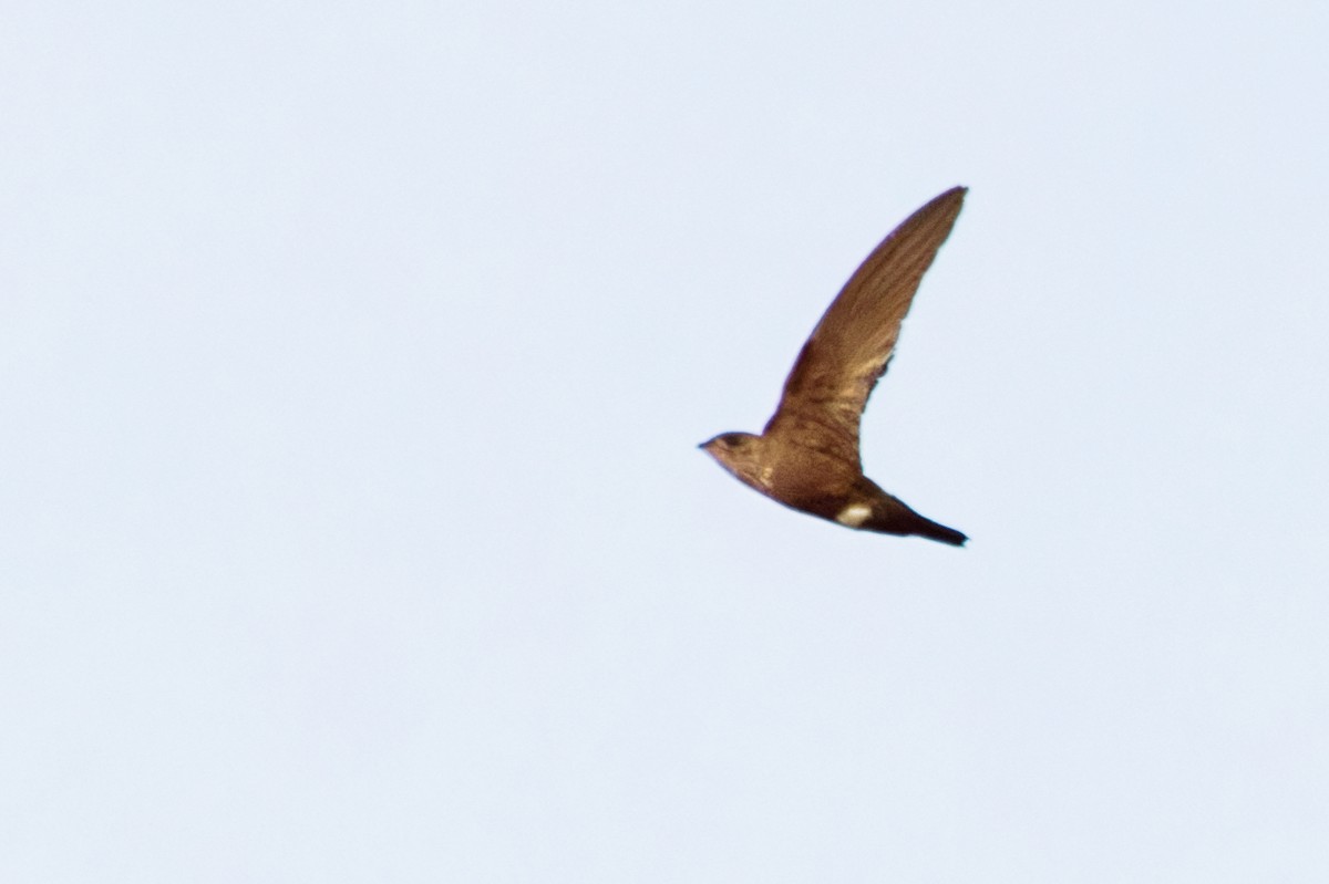 Baobab İğnekuyruğu - ML652387664