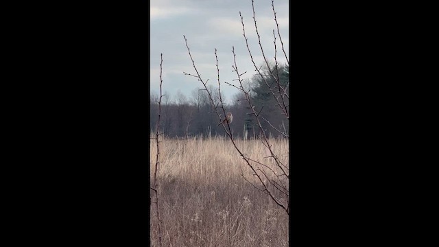 Карнатка польова - ML652387969