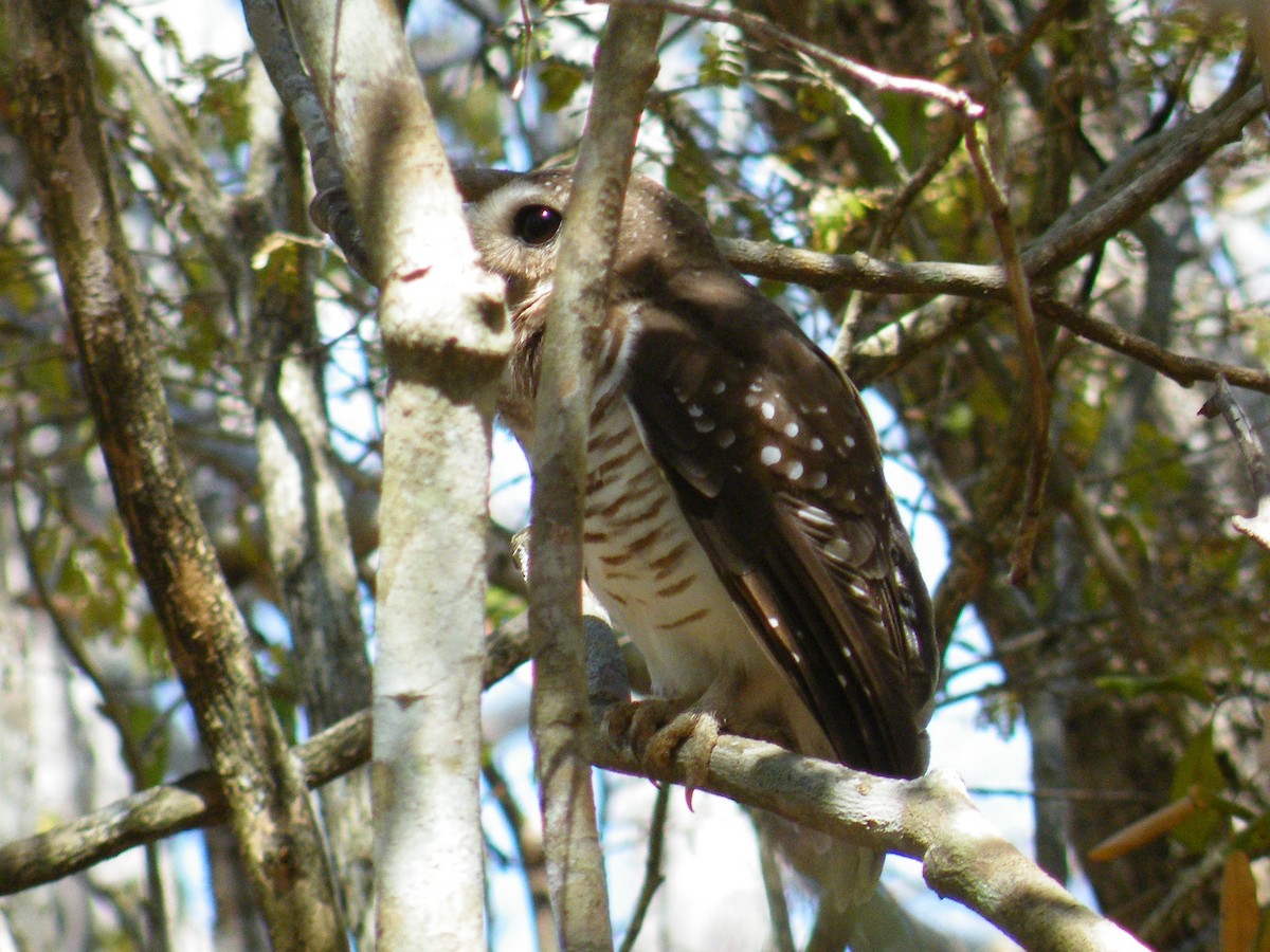 Madagaskarkauz - ML652388093