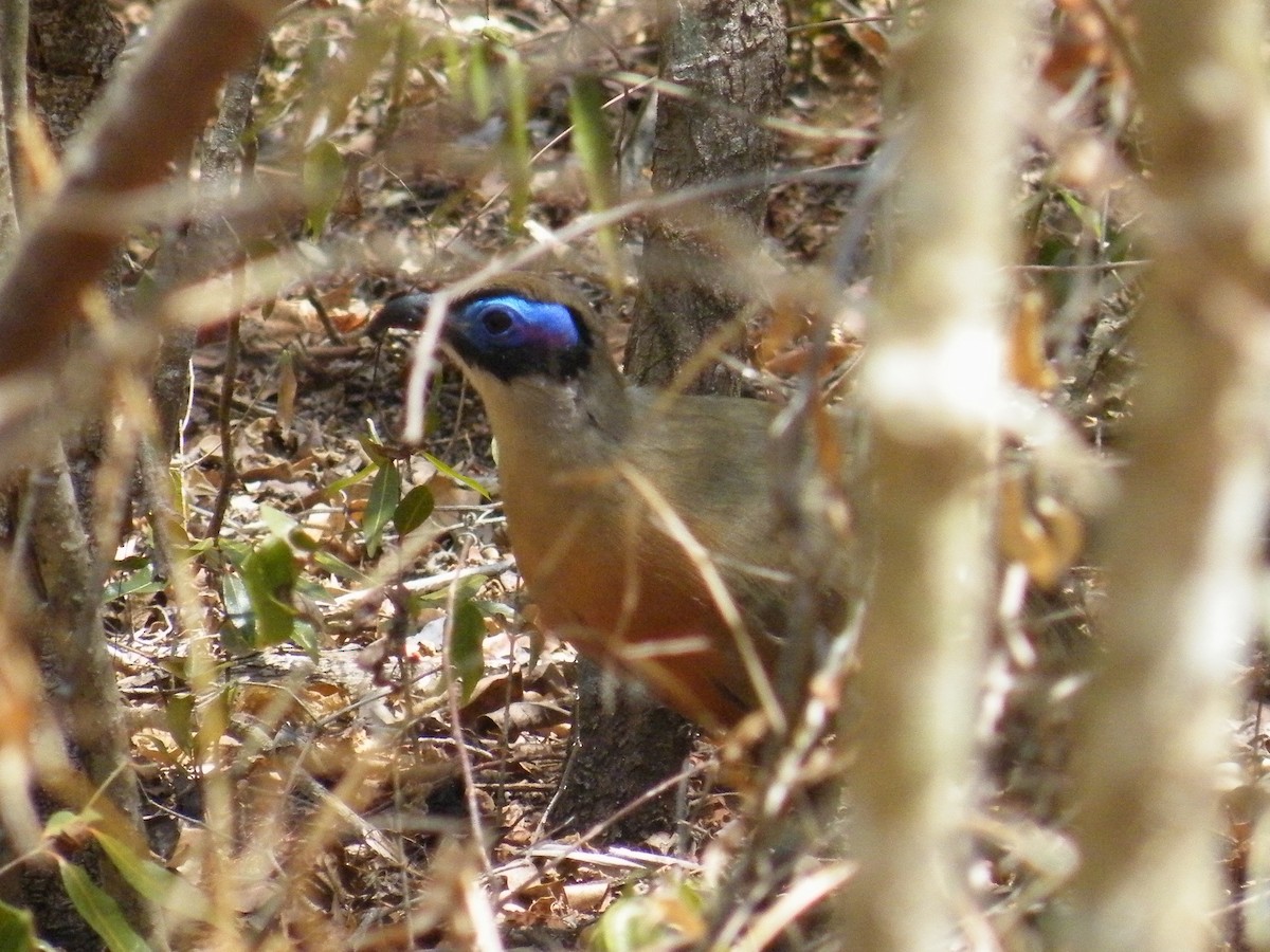 Riesenseidenkuckuck - ML652388118