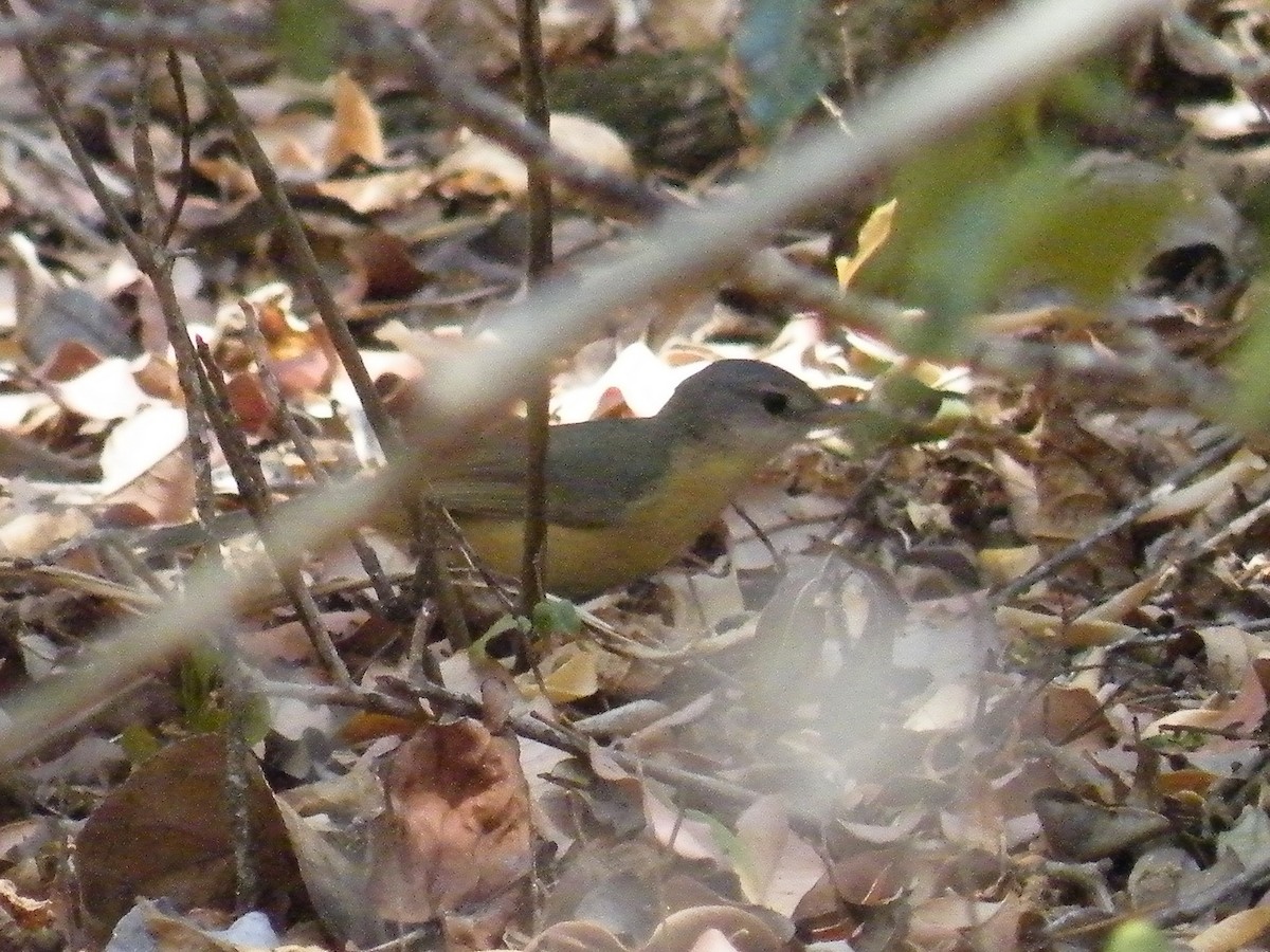 Appertmadagaskarsänger - ML652388128