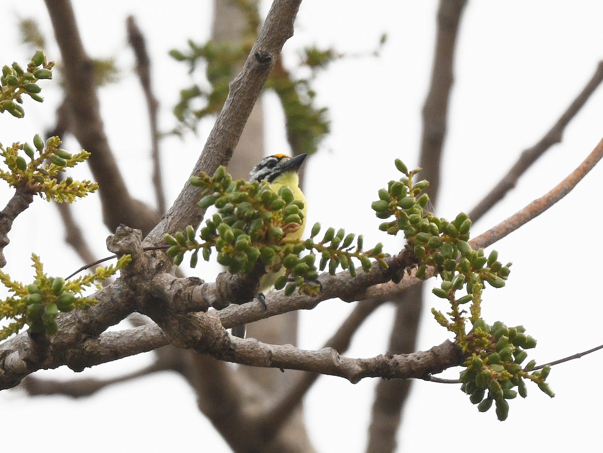 Yellow-fronted Tinkerbird - ML652388183