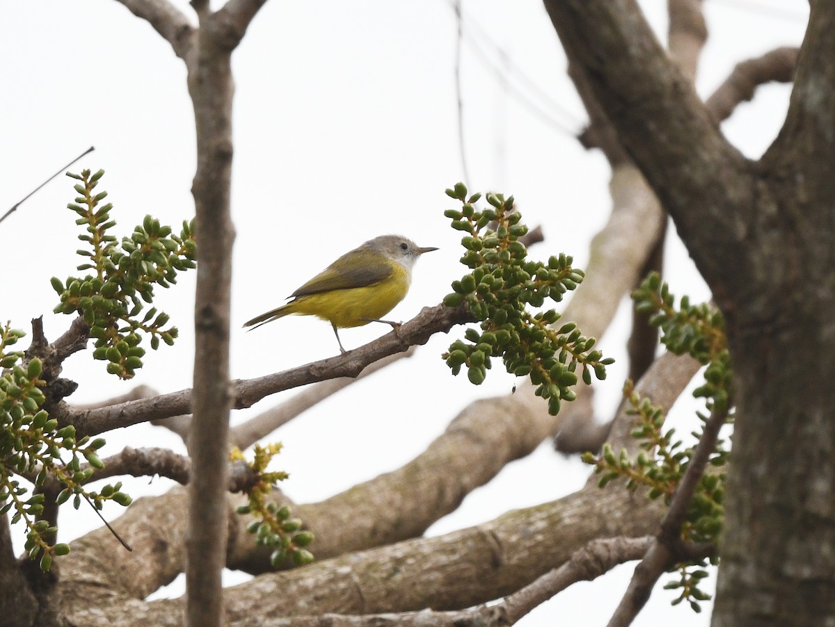 Senegal Eremomela - ML652388206