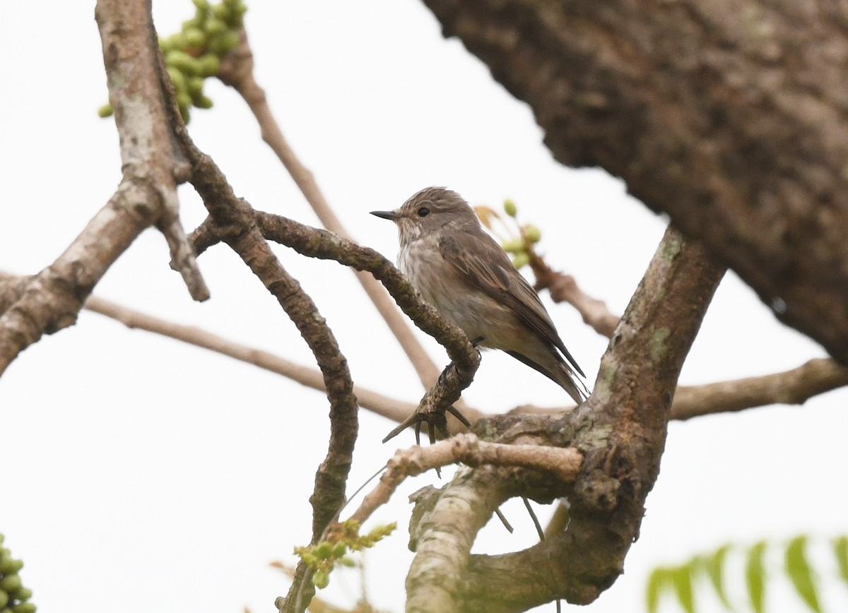 斑鶲 - ML652388261