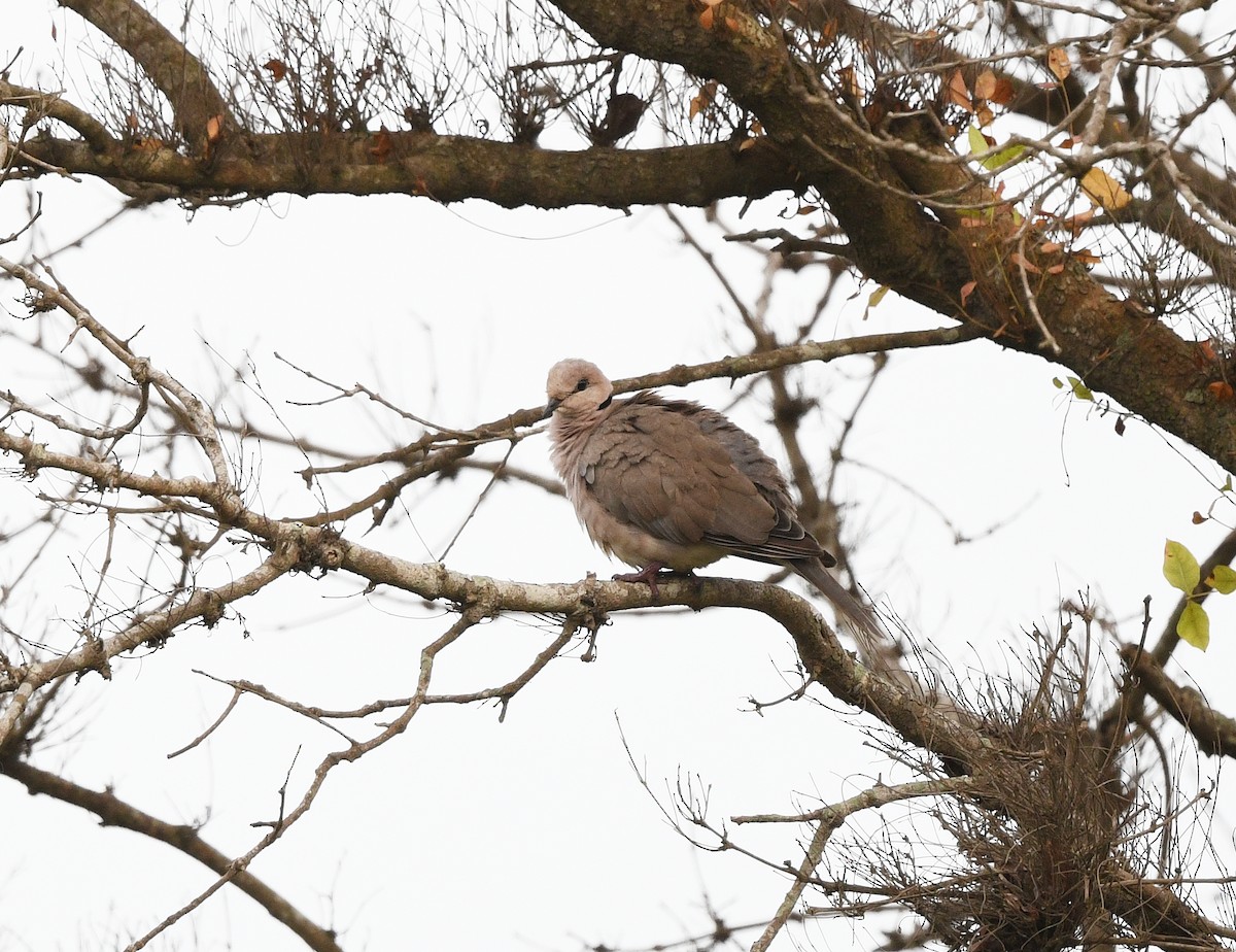 Vinaceous Dove - ML652388290